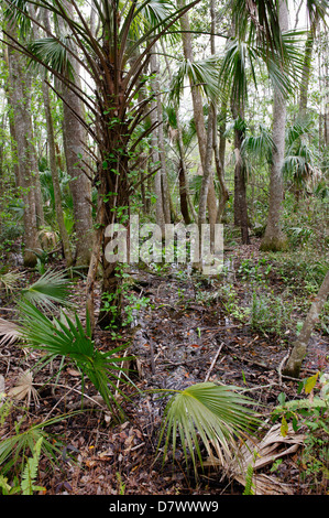 Handfläche aus Wald, Homosassa Springs Wildlife Park, Florida, USA