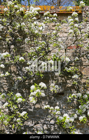 Malus domestica - weiße Blüte auf den Zweigen einer reifen Wand trainierten Apfelbaum, gegen einen alten Stein und Backstein Wand Stockfoto