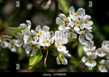 Malus domestica - Wand trainiert Apfelbaum, weiße Blüte im Frühjahr Stockfoto