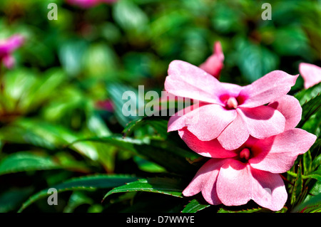 Impatiens-Blume - kann als Hintergrund für Kalender etc. verwendet werden. Stockfoto