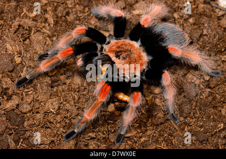 schöne subadulte weibliche mexikanischen Fireleg Vogelspinne (Brachypelma Boehmei) Essen Stockfoto