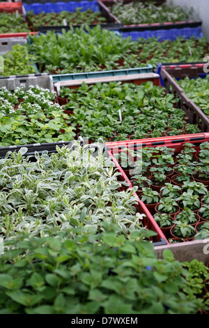 Pflanzenvermehrung - Tabletts von Setzlingen / Pflanzen aus Samen und Blatt Stecklinge gewachsen, in einem Pflanzenkindergarten Gewächshaus Stockfoto