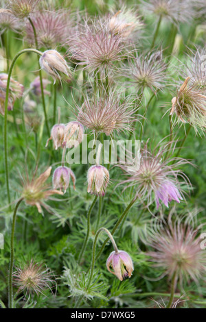 Pulsatilla Vulgaris (Kuhschelle / Küchenschelle) Saatgut Köpfe Stockfoto