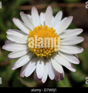 Eine Nahaufnahme Bild von einem gemeinsamen Gänseblümchen (Bellis Perennis) Stockfoto