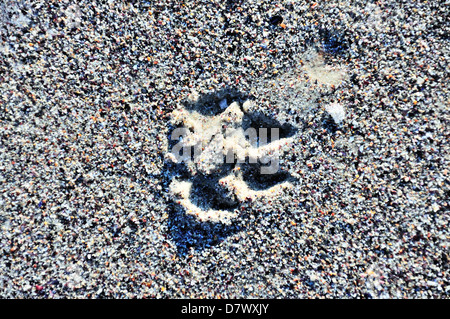 Verfolgen von einer Pfote auf sand Stockfoto