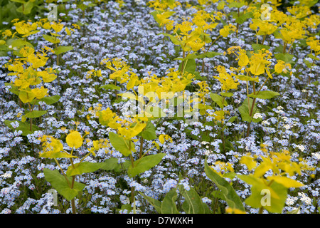 Smyrnium perfoliatum mit blauen Forget-Me-Nots (Myosotis sylvatica) Stockfoto