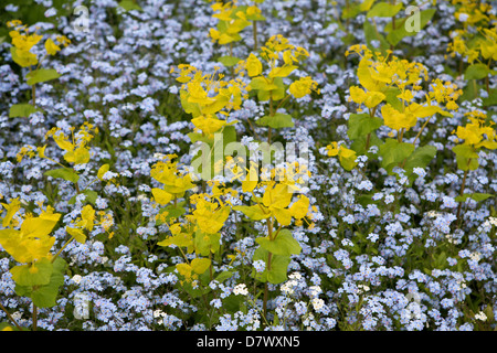Smyrnium perfoliatum mit blauen Forget-Me-Nots (Myosotis sylvatica) Stockfoto