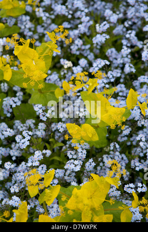 Smyrnium perfoliatum mit blauen Forget-Me-Nots (Myosotis sylvatica) Stockfoto
