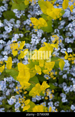 Smyrnium perfoliatum mit blauen Forget-Me-Nots (Myosotis sylvatica) Stockfoto