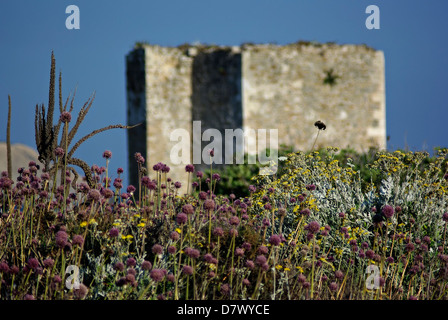 Methoni Burg am sonnigen Sommertag, lila Unkraut im Vordergrund unscharf Hügeln im Hintergrund. Stockfoto