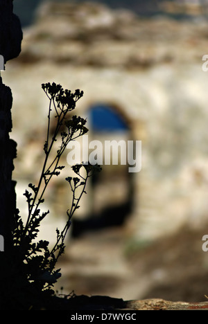 Wild Flower Silhouette gegen unscharfe Wand Methoni Burg am sonnigen Sommertag. Stockfoto