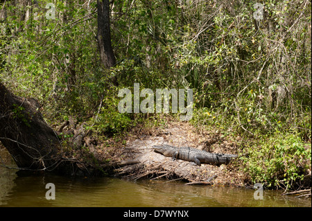 Krokodil auf Bank, Lake Dora, Florida, USA Stockfoto