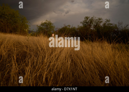 Grasland und Mesquite Bäume auf der Ost Seite, Tucson, Arizona, Sonora-Wüste, USA. Stockfoto