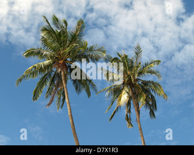 zwei Kokospalmen auf einer Insel in thailand Stockfoto