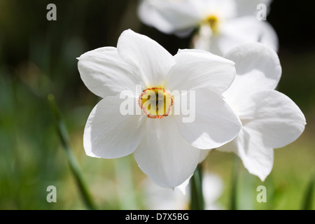 Narcissus Poeticus 'Actaea' wächst in einem englischen Garten. Stockfoto