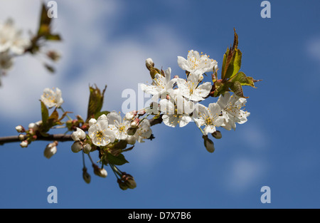 Kirschblüte gegen blauen Himmel, London, England, UK Stockfoto