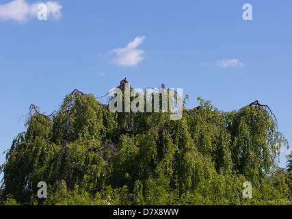 Wald-Szene mit blauem Himmel. Die weinende Buche, Fagus Sylvatica Pendel Laubbäume Buche Stockfoto