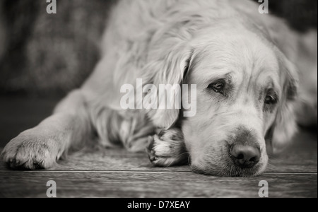 Verlegung von weißen Retriever mit traurigen Blick Stockfoto