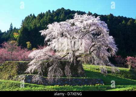 Kirschblüten in Matabe, Präfektur Nara Stockfoto