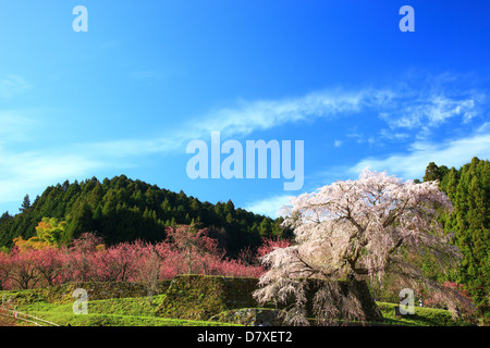 Kirsche und Pfirsich Blüten in Matabe, Präfektur Nara Stockfoto