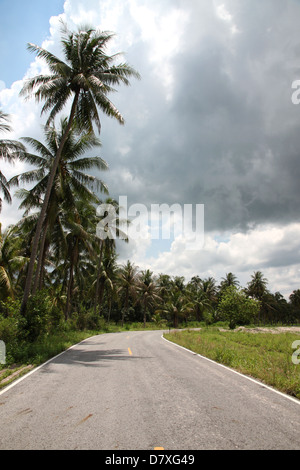 Straße mit Kokos Bäume in der Tage mit Niederschlag. Stockfoto