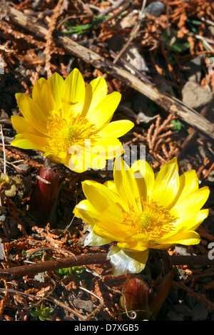 Adonis Blumen, Präfektur Saitama Stockfoto