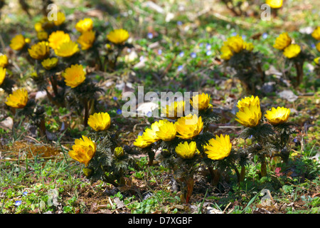 Adonis Blumen, Präfektur Saitama Stockfoto