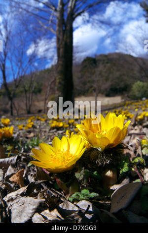 Adonis Blumen, Präfektur Saitama Stockfoto