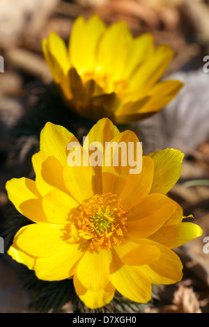 Adonis Blumen, Präfektur Saitama Stockfoto