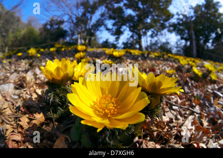 Adonis Blumen, Präfektur Saitama Stockfoto