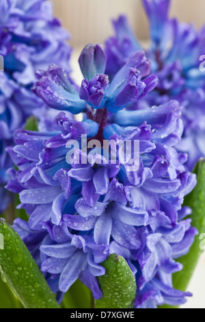 Porträtaufnahme von blau und lila Hyazinthe Blumen getragen Holz im Hintergrund. Stockfoto
