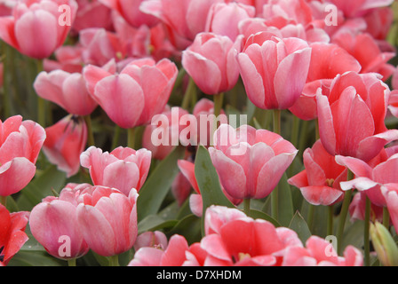 Entwerfen Sie Eindruck Tulpen mit verschiedenen Schattierungen von Rosa in jedes Blütenblatt. Stockfoto