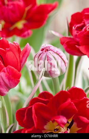 Porträt von roten Tulpen abgenutzte Holz im Hintergrund. Stockfoto