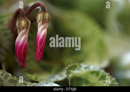 Alpenveilchen-Knospen Stockfoto