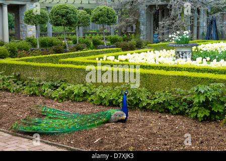 Pfau im Hatley Castle, Hemlocktannen, Greater Victoria, Britisch-Kolumbien, Kanada Stockfoto