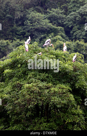 Der Reiher Vogel sitzend auf einem Baum. Stockfoto