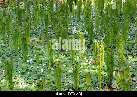 Blätter der Federball Farn (Matteuccia Struthiopteris) am Ufer eines Flusses in der Mitte Mai Stockfoto