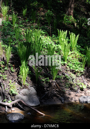 Blätter der Federball Farn (Matteuccia Struthiopteris) am Ufer eines Flusses in der Mitte Mai Stockfoto