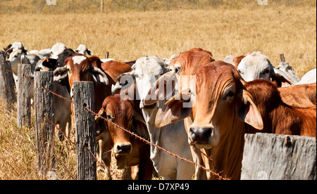 Reihe von braunen und grauen Kühe aufgereiht entlang einer alten Stacheldrahtzaun auf Rinder-ranch Stockfoto