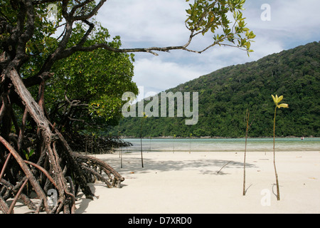 Mangroven auf Mai Ngam Beach in Ko Surin Nationalpark. Stockfoto