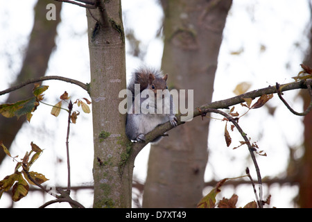 Graue Eichhörnchen im Baum Stockfoto