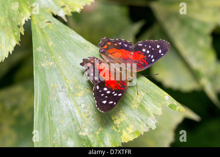 Scharlachrote Pfau oder Anartia Amathea Schmetterling im niederländischen Schmetterlingsgarten Stockfoto