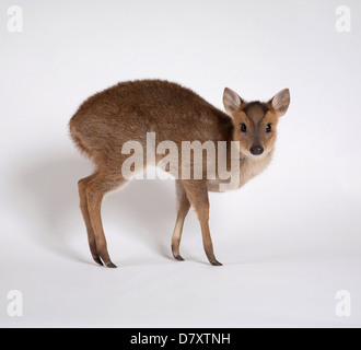 Juvenile Muntjac Reh Rehkitz Stockfoto