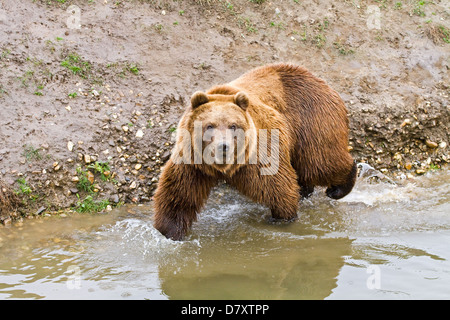 Baden sibirischen Bär Stockfoto