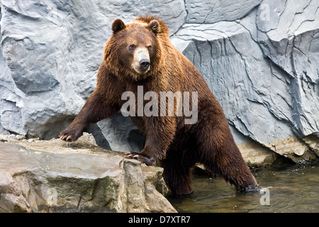 Baden sibirischen Bär Stockfoto