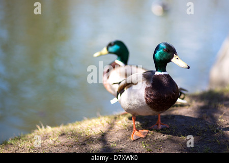 Wilde grün Hals Enten am Seeufer spazieren Stockfoto