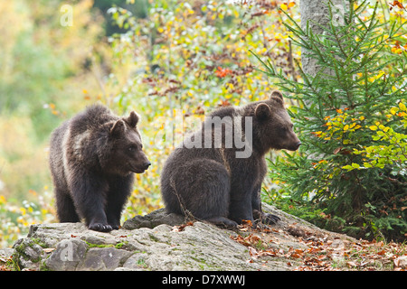 Braunbären Stockfoto