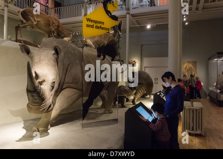 National Museum of Scotland in Chambers Street, Edinburgh - gefüllte Rhino (Horn mit Replik ersetzt) Stockfoto