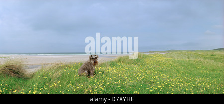 Max den Zwergschnauzer auf dem Machair, Machir Bay Islay. Dieser Kerl war so glücklich, die er 17 Jahre gelebt. Schottland Großbritannien Stockfoto