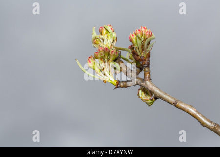 Eearly Bühne von apple Stockfoto